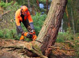 Best Lot and Land Clearing  in Browns Point, WA